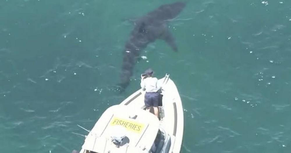 Huge 5-metre great white shark battles with boat in dramatic scenes ...