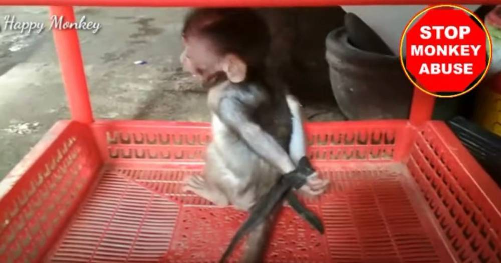 Baby monkeys suffering campaign of sick abuse by 'owners' sharing